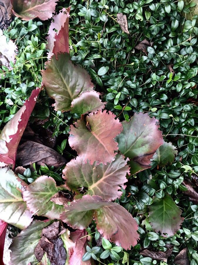 Bergenia cordifolia 26