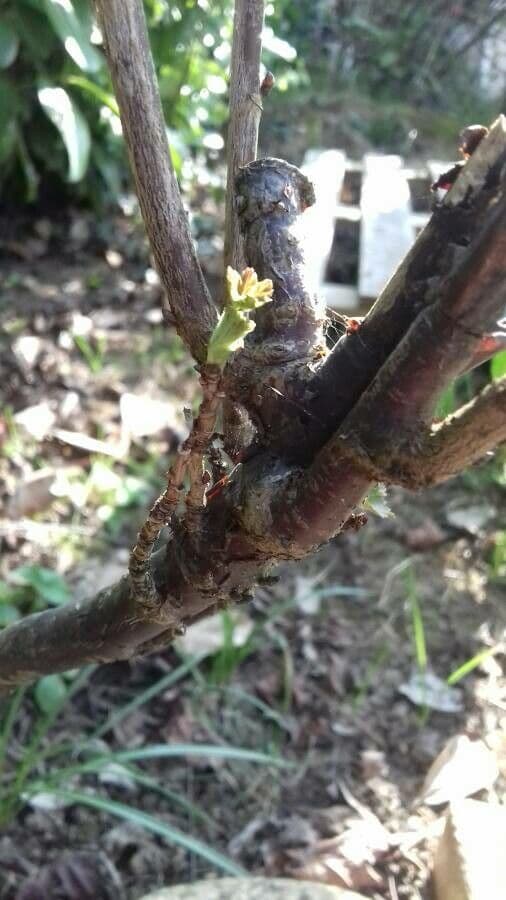 Ríbezľa červená 22