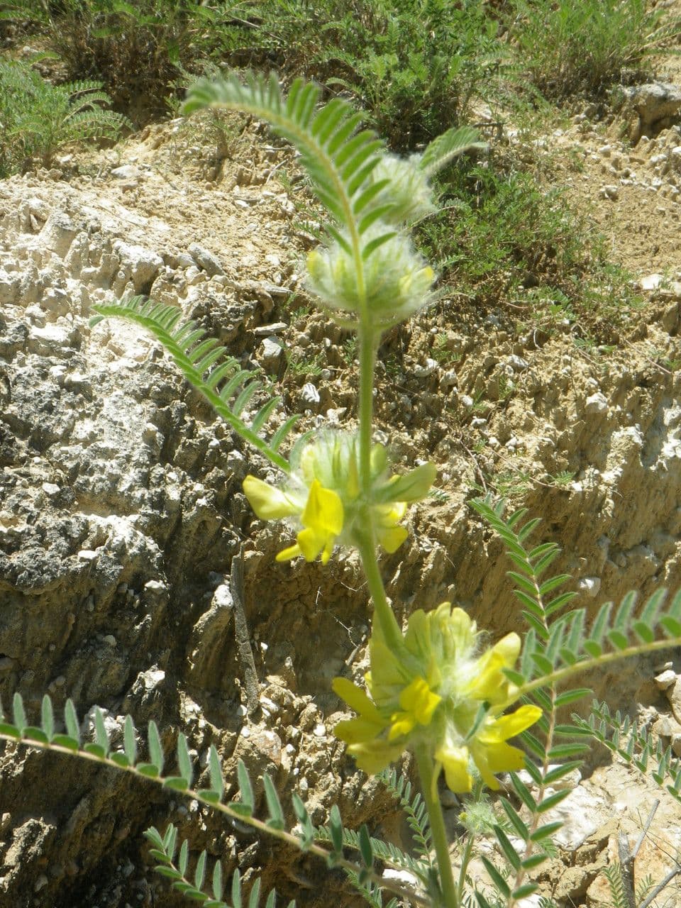 Astragale à queue de renard 6