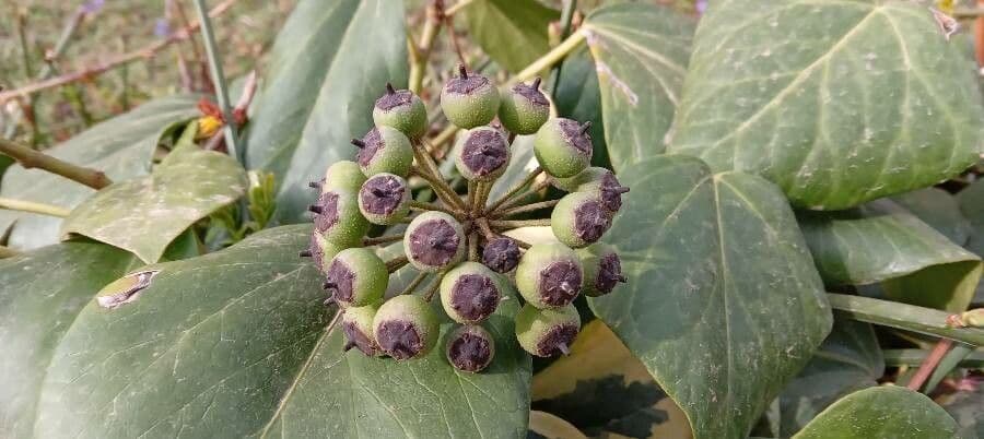 Edera algerina 2