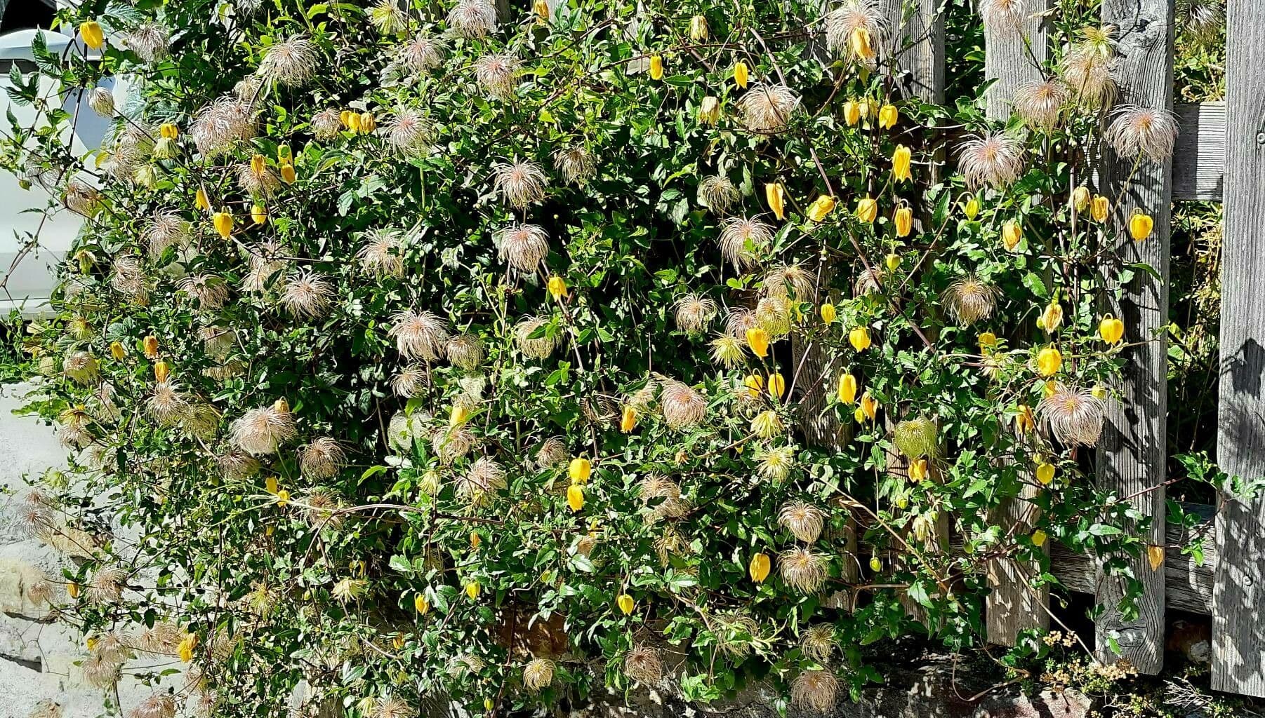 Clematis 15