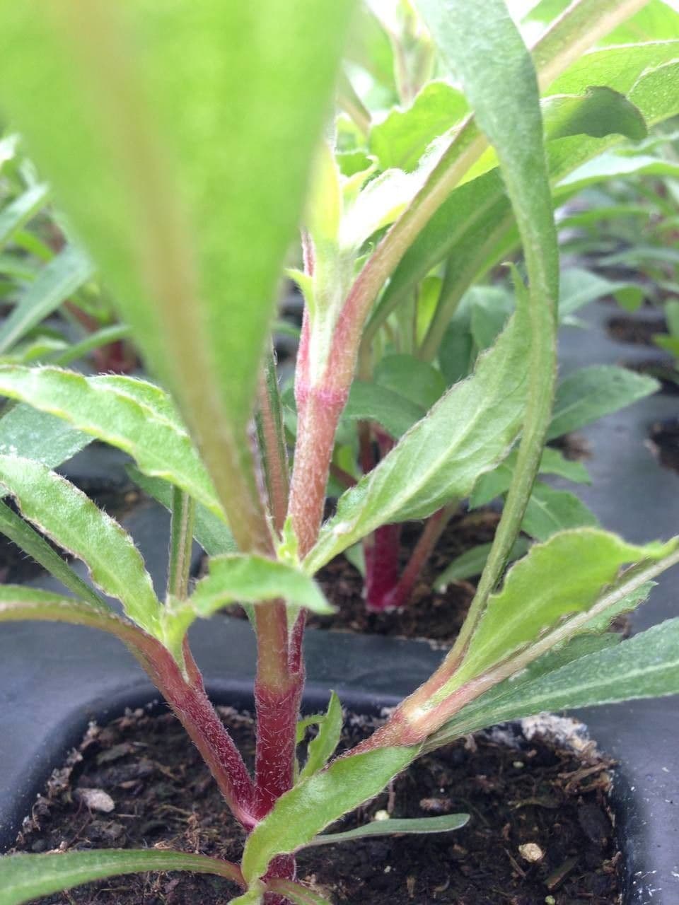 Gomphrena globuleuse 20