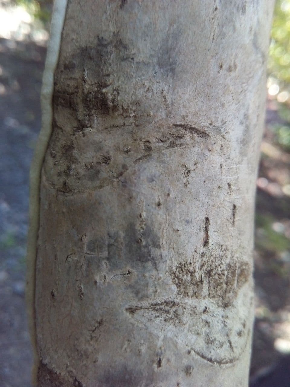 Polyscias 21