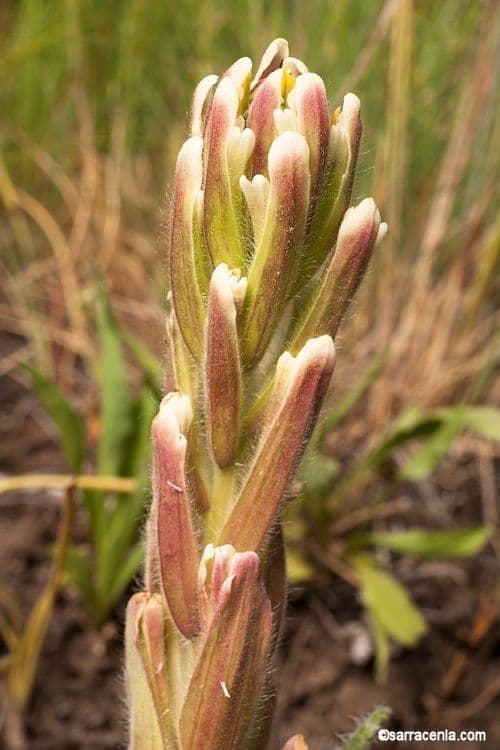 Castilleja cusickii 4