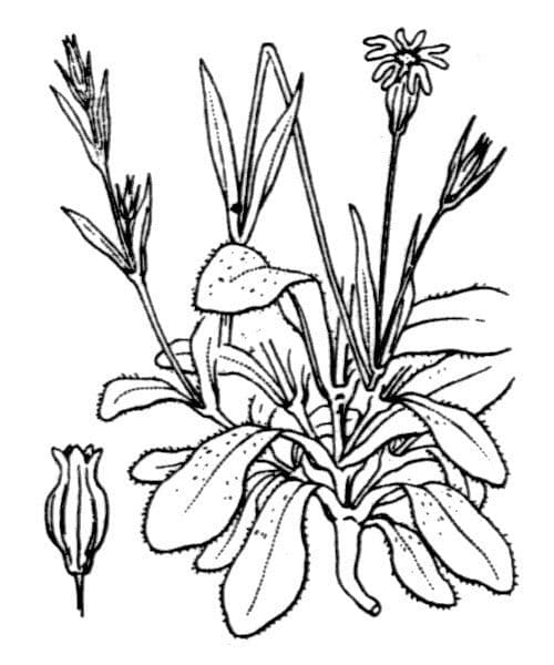 Silene cretica 10