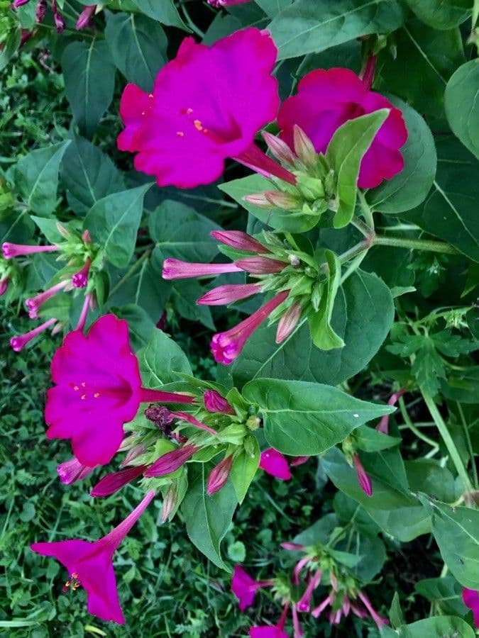 Wunderblume 11