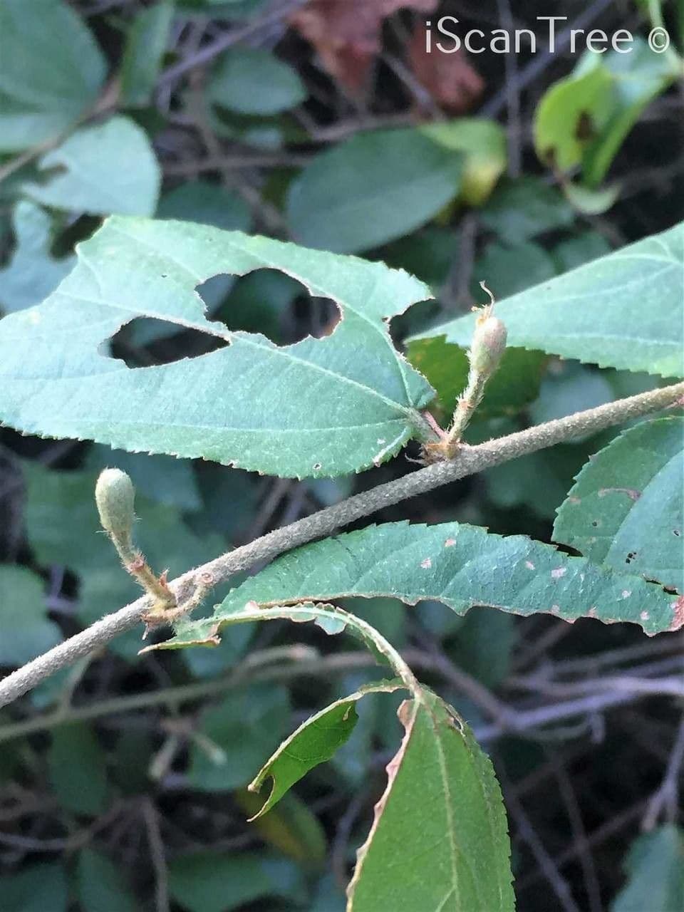 Grewia caffra 8