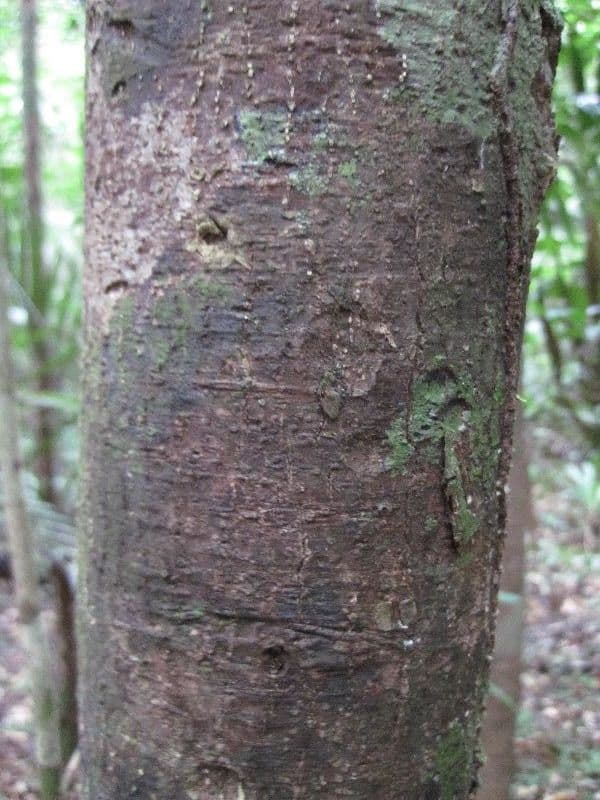 Eschweilera coriacea 17