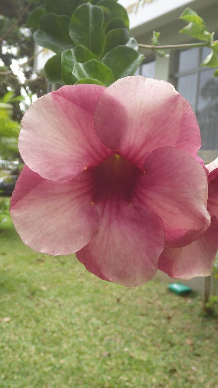 Allamanda viola 6
