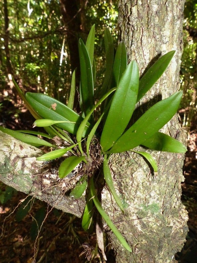Bulbophyllum 6