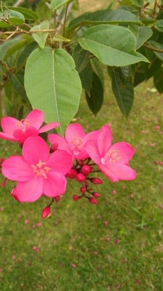 Jatropha integerrima 10