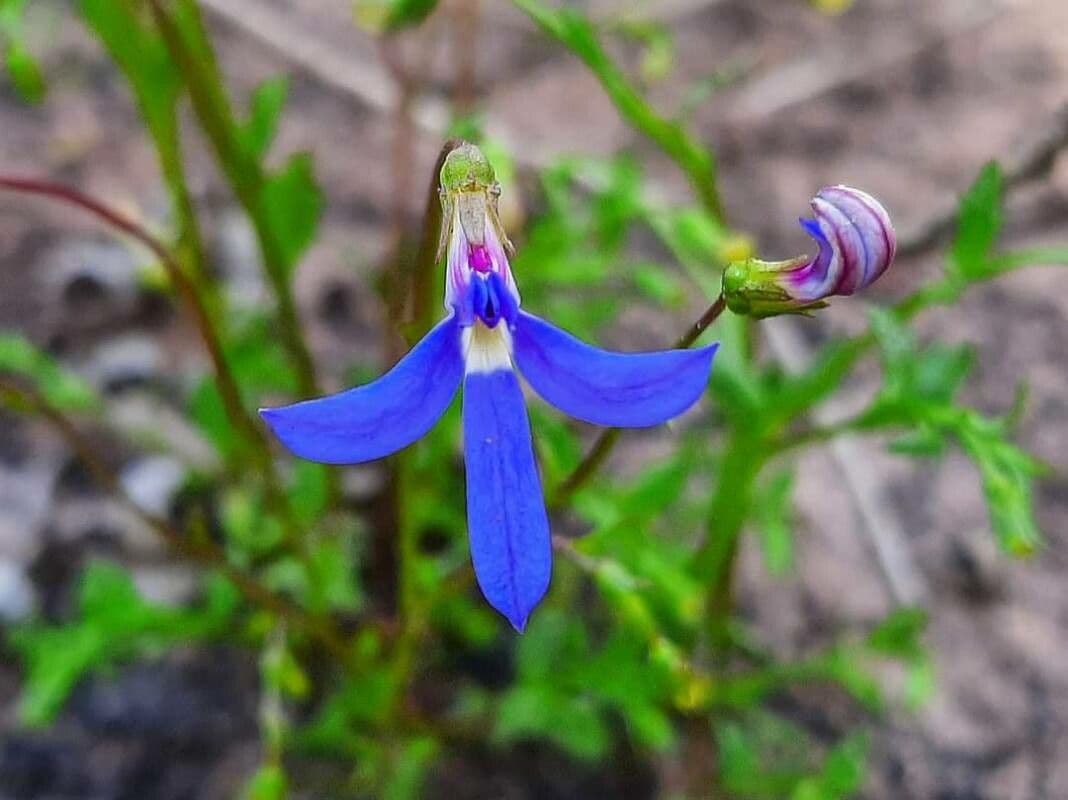 Lobelia rhombifolia