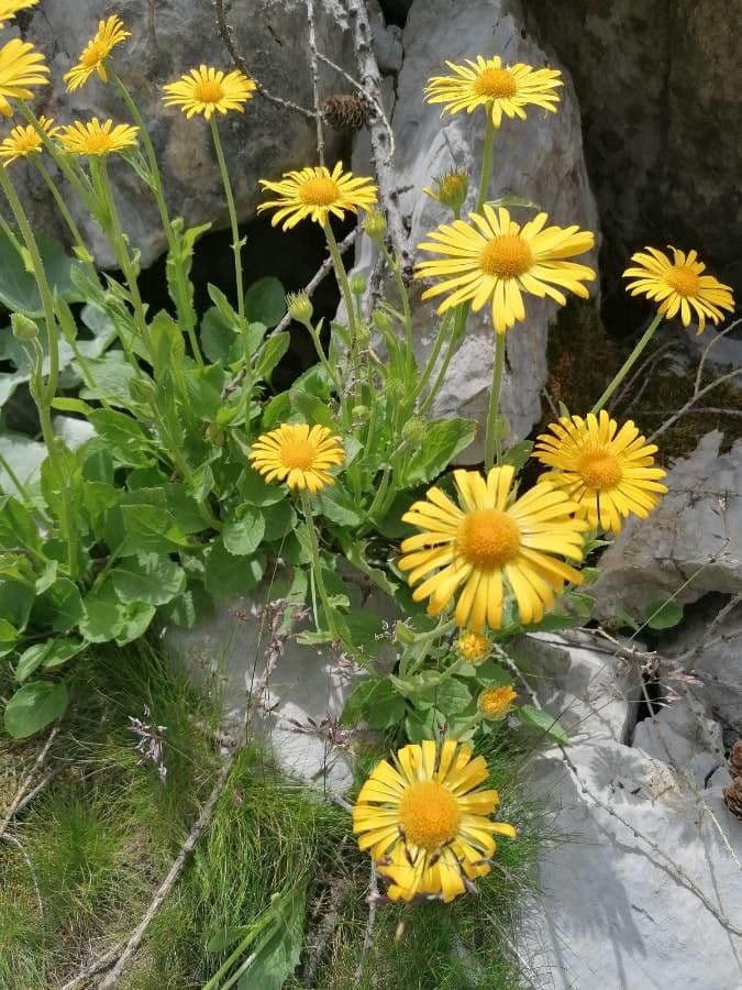 Doronico dei macereti 30