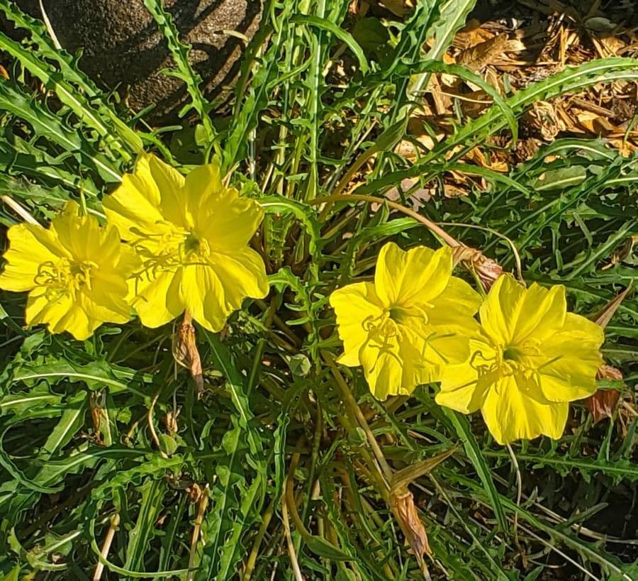 Enagra gialla 4