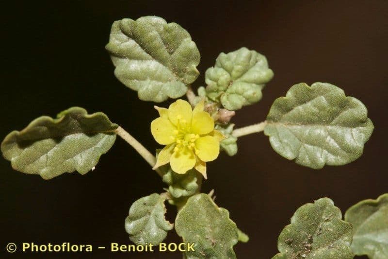 Corchorus 22