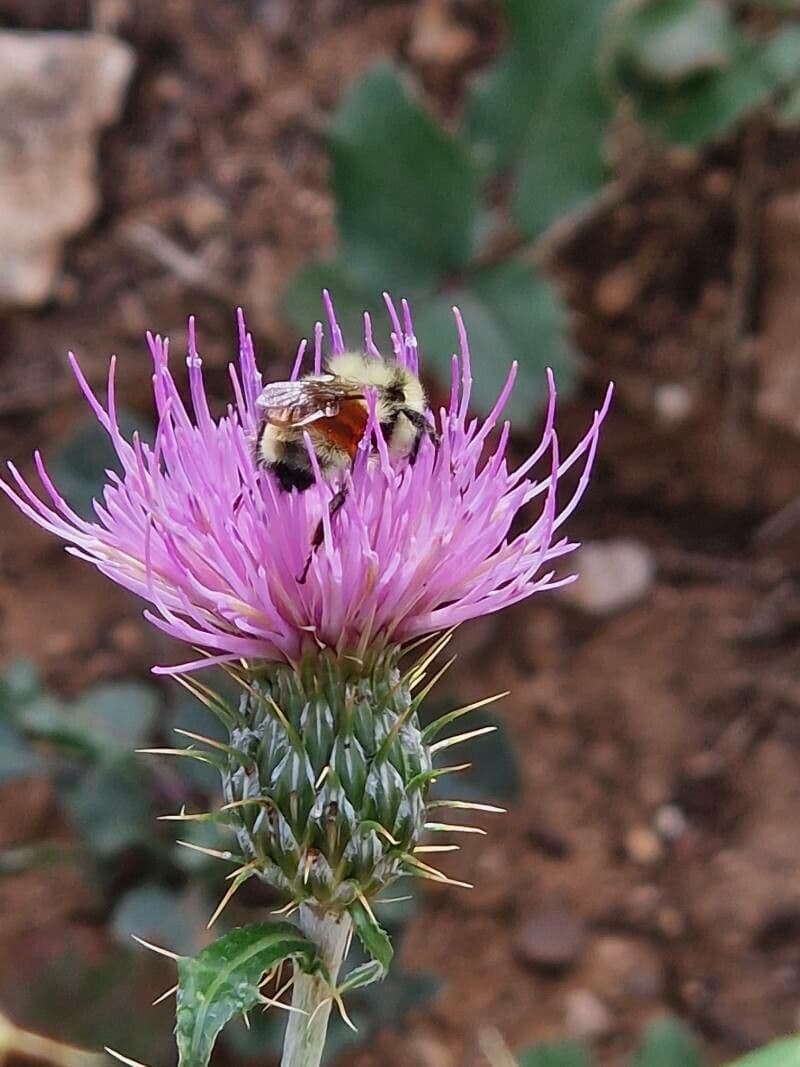 Cardo pirenaico 2