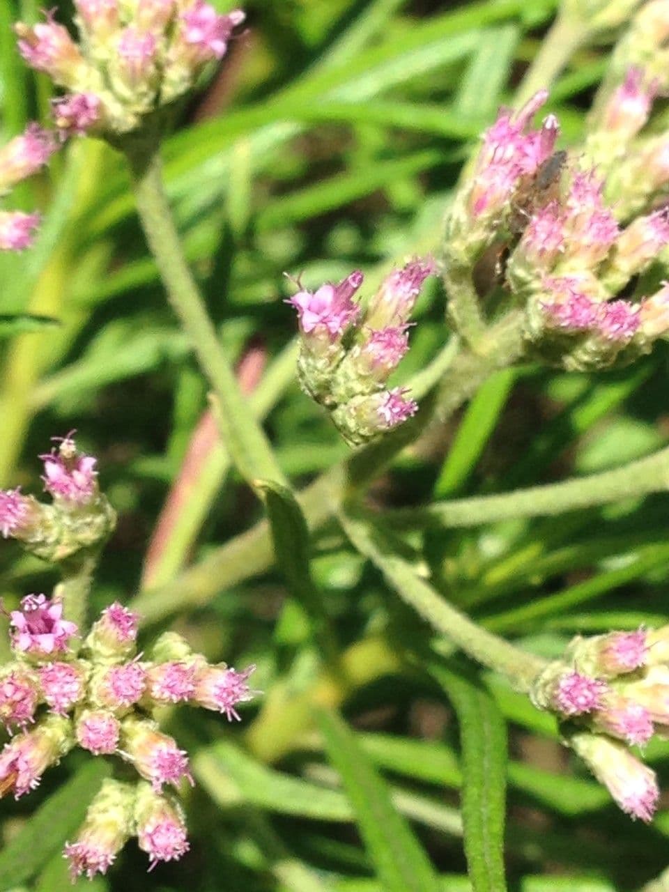 Monarrhenus 5