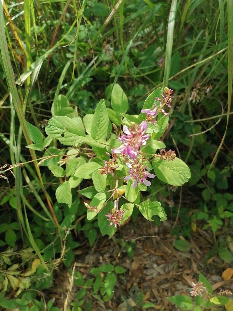 Desmodium 7