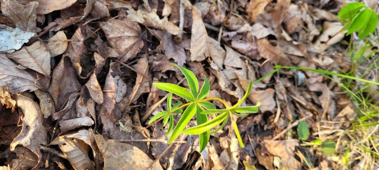 Coreopsis mayor 15