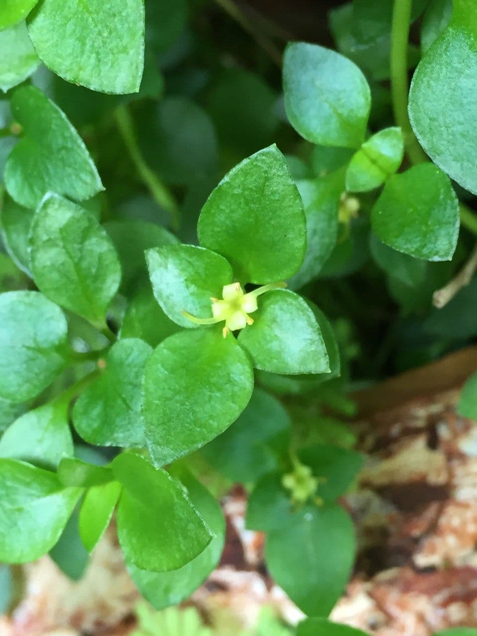 Nertera granadensis 18