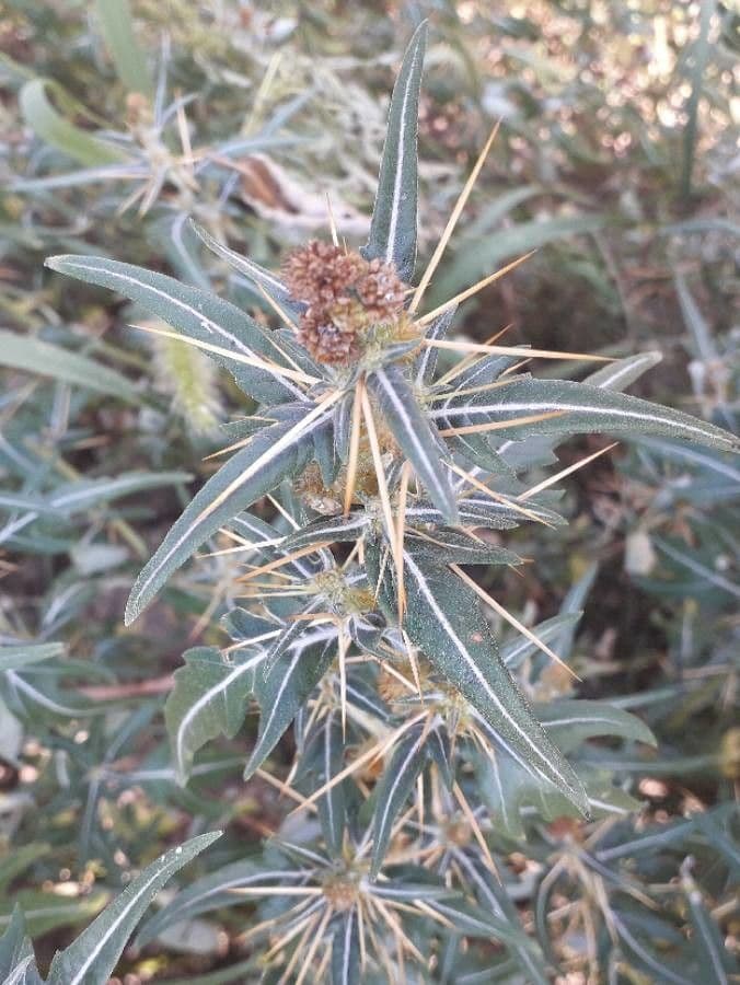 Lappola spinosa 10