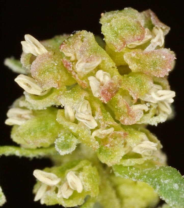 Grayia spinosa 8
