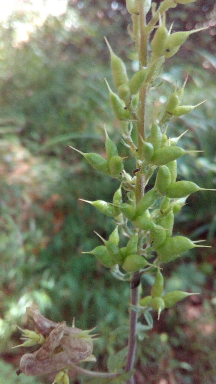 Aconito lupicida 3