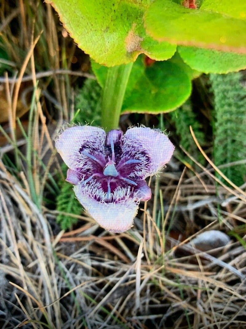 Calochortus 3