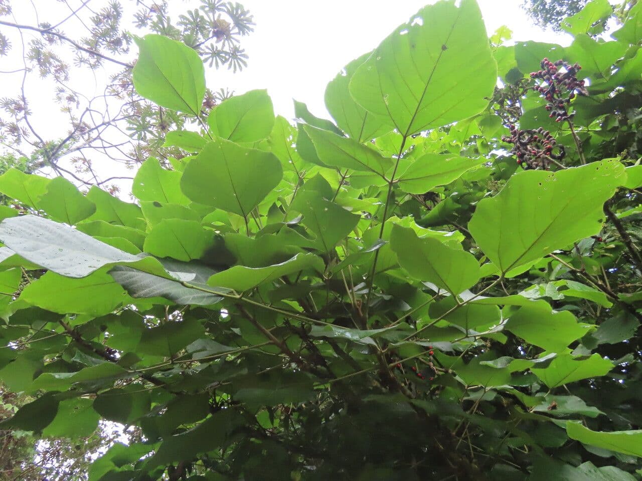 Erythrina 10