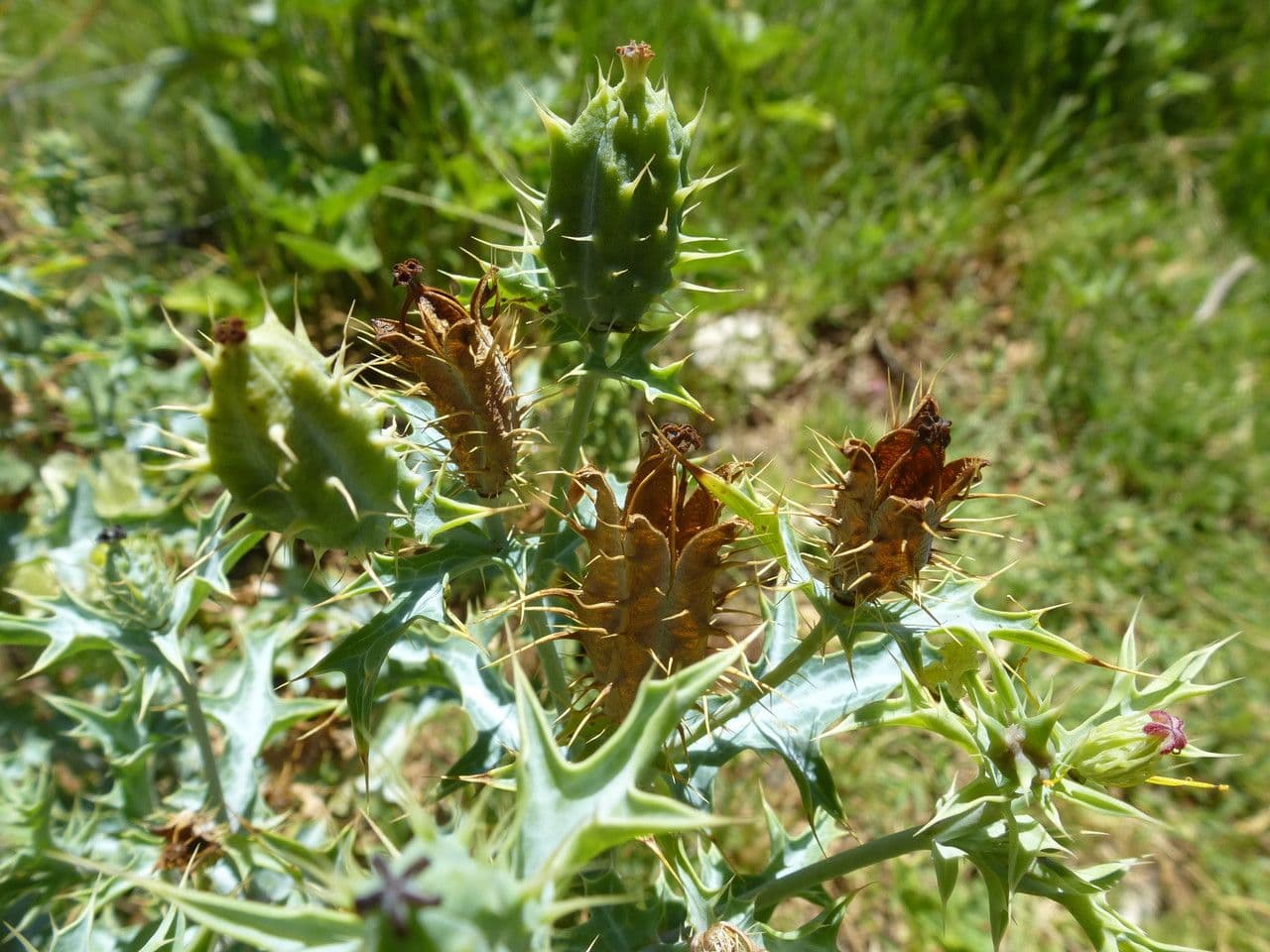Argemone ocra 14