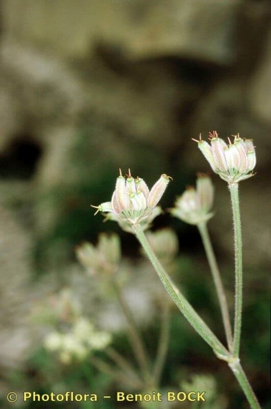 Athamanta cretensis 23
