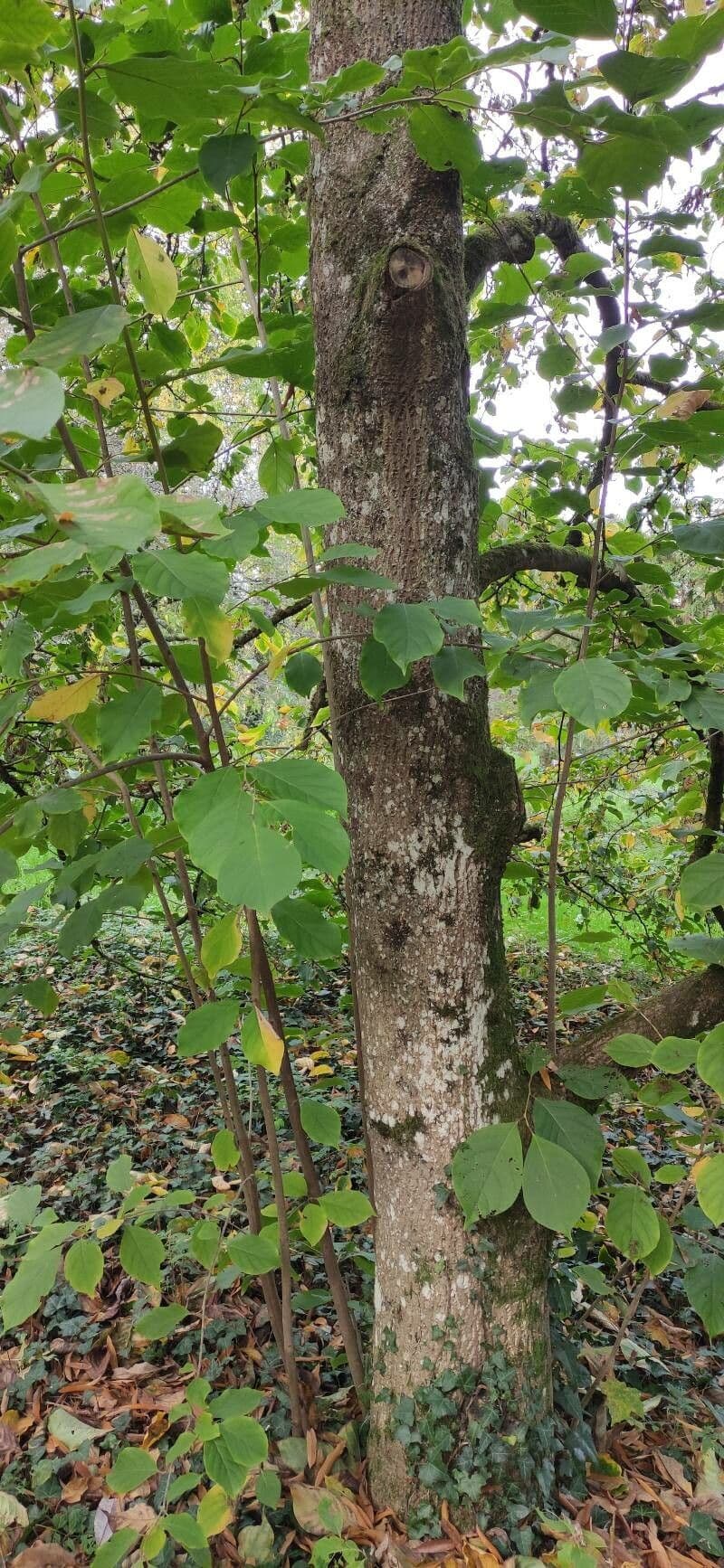 Pterostyrax 4