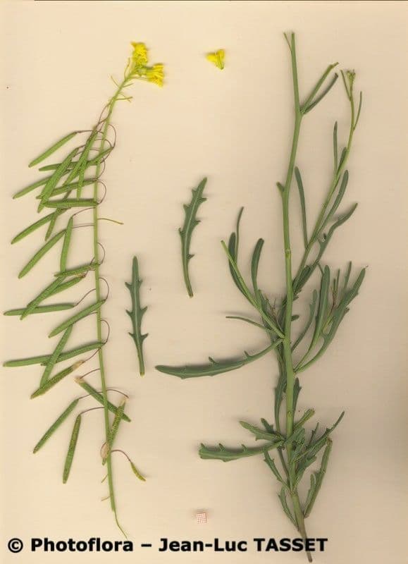 Diplotaxis harra 12