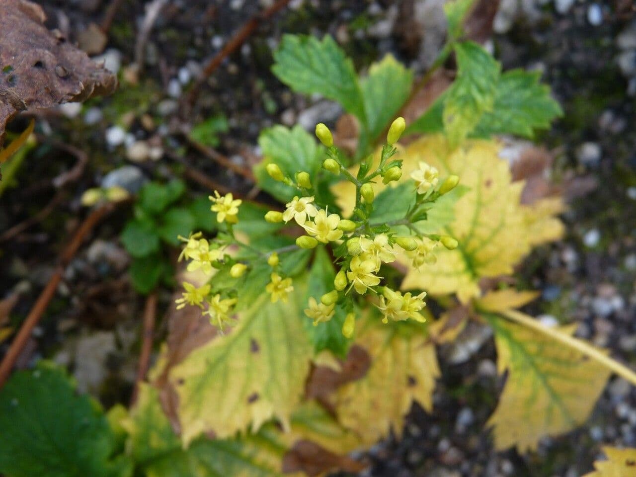 Patrinia 6