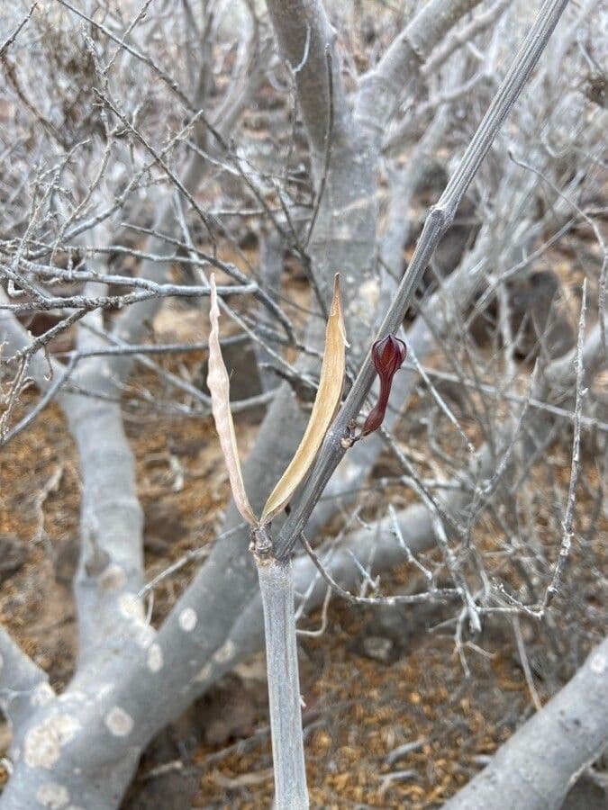 Ceropegia 3