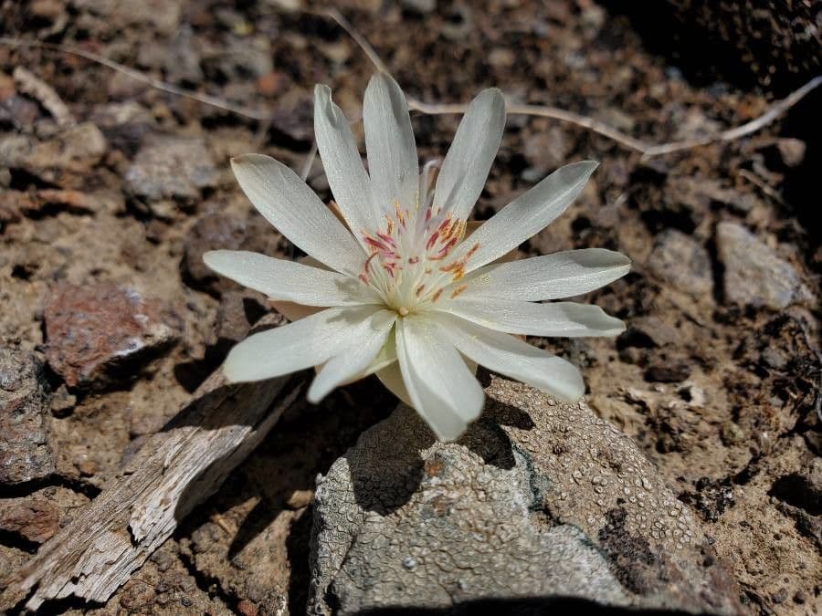 Lewisia 6