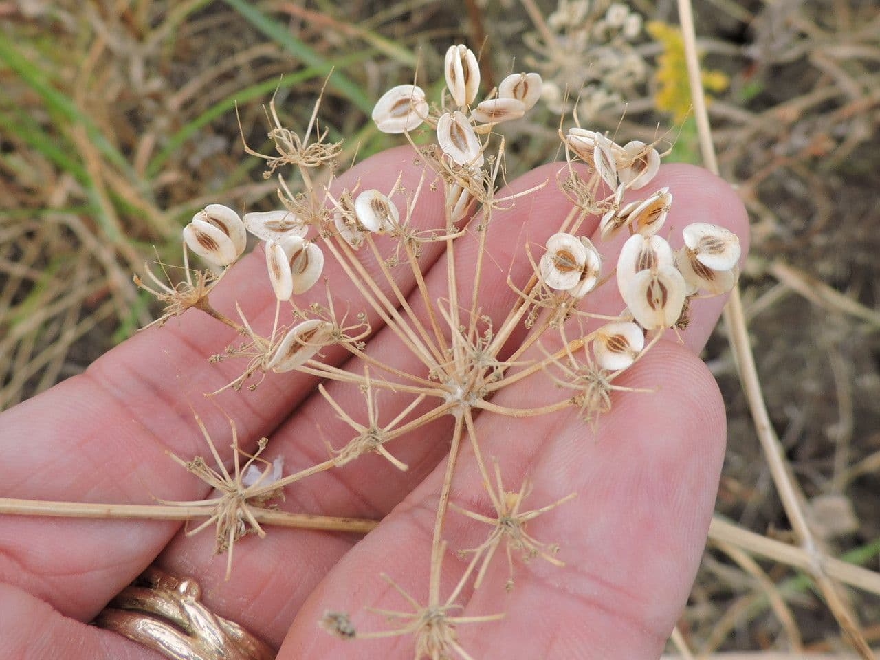 Polytaenia 3
