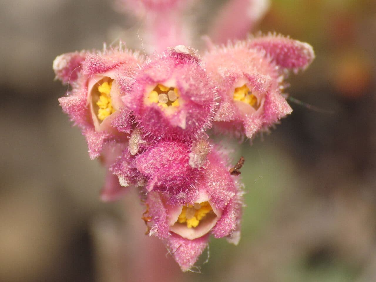 Sassifraga alpina 7