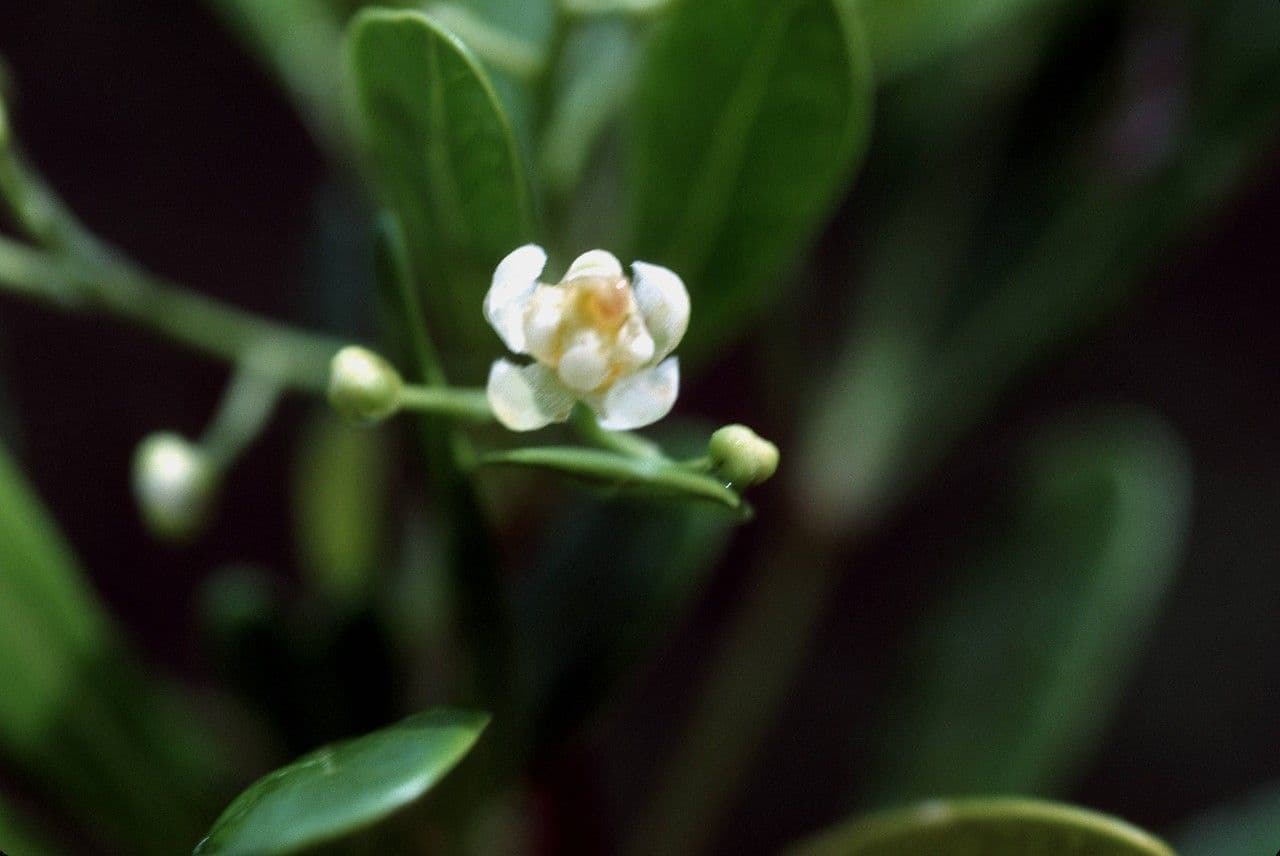 Hypelate 2