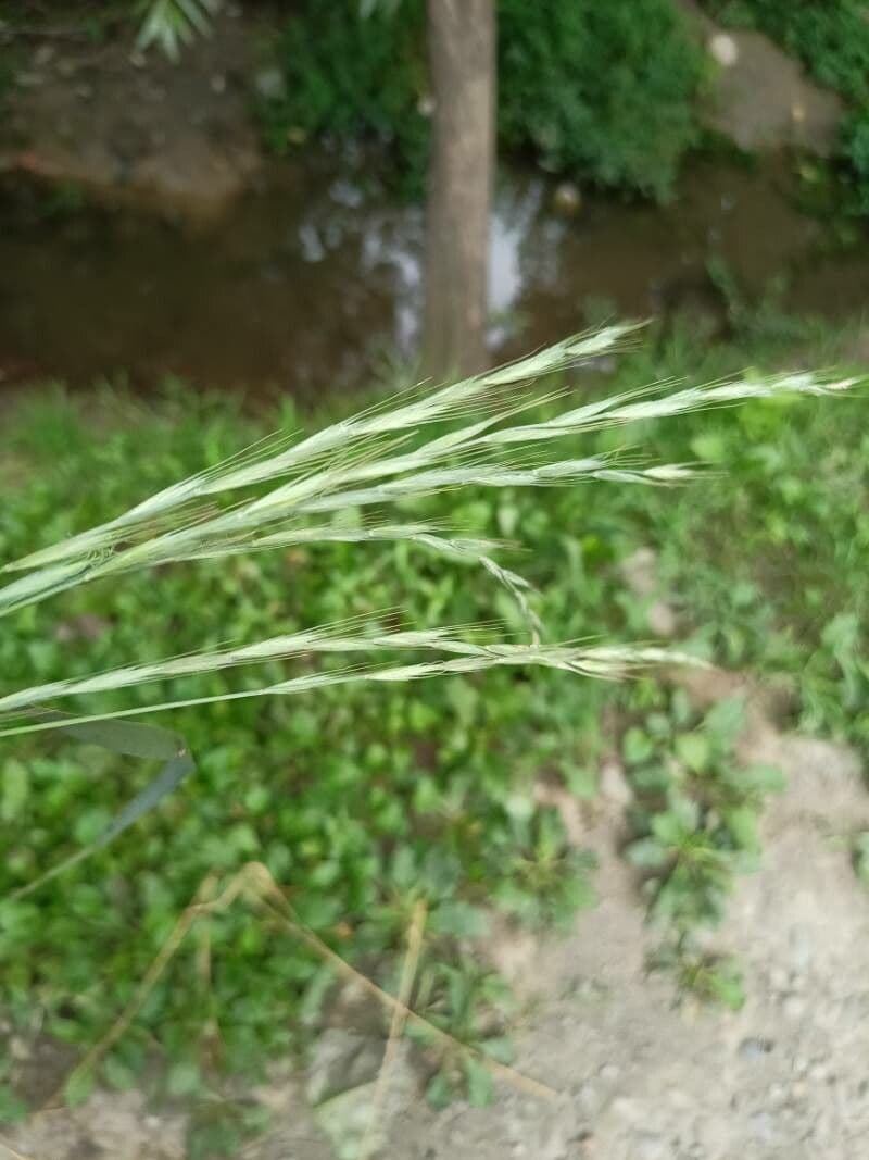 Brachypode penné 16