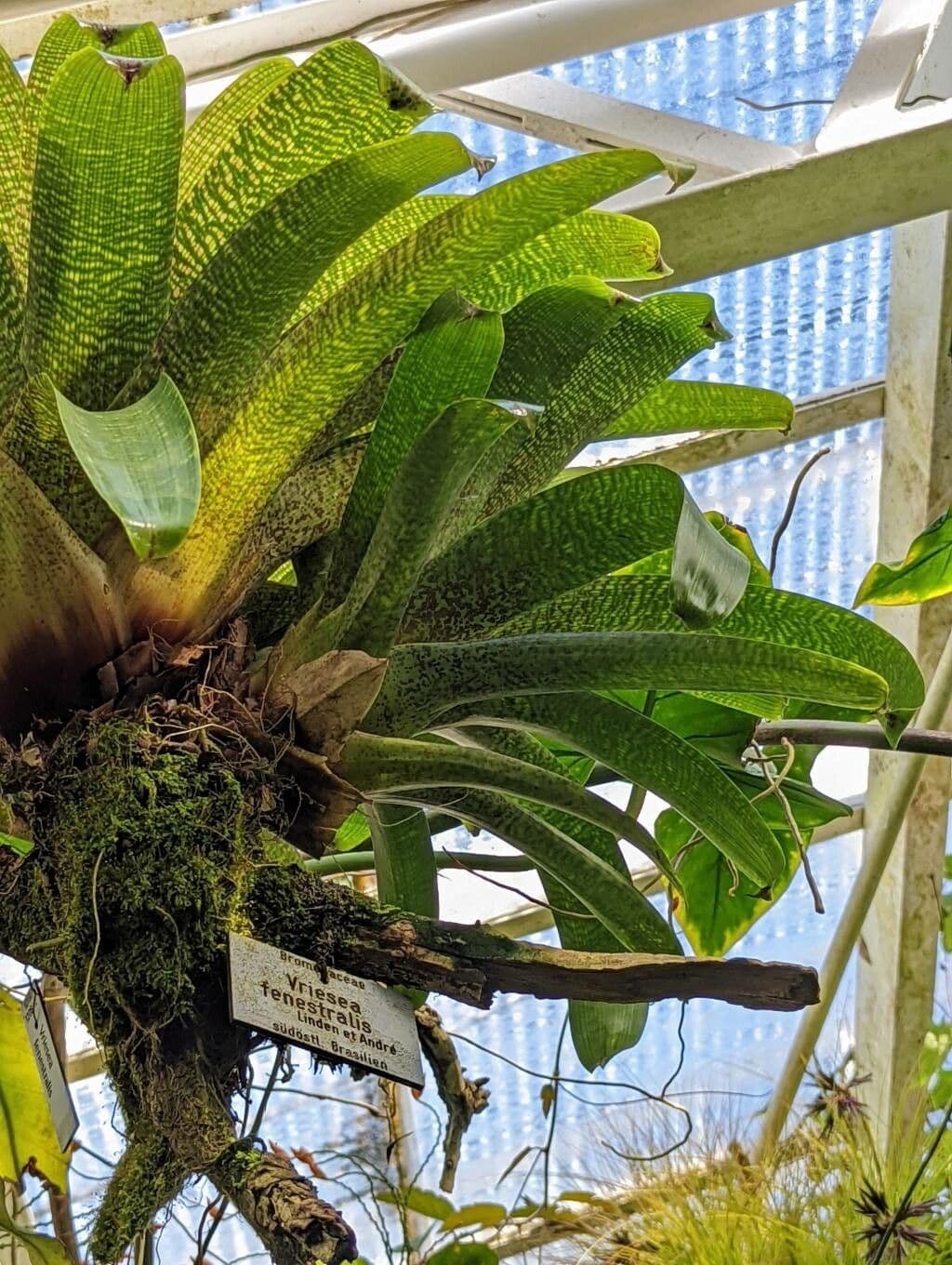 Vriesea okienna 3