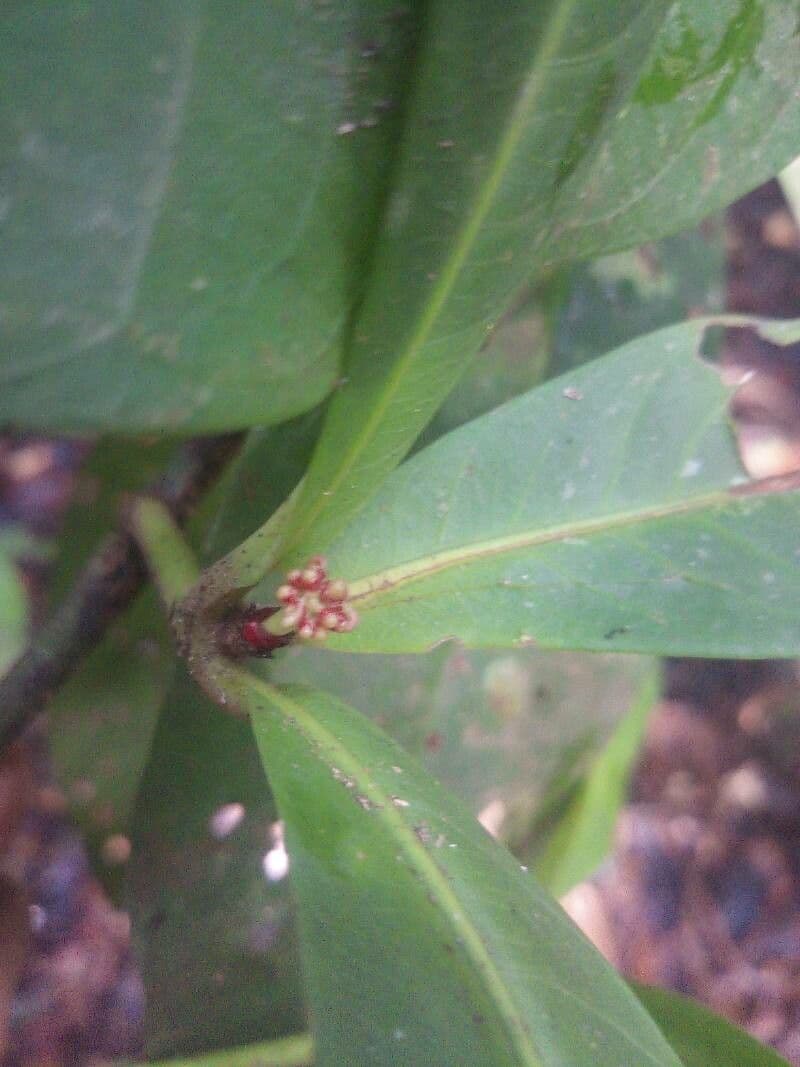 Ixora 5