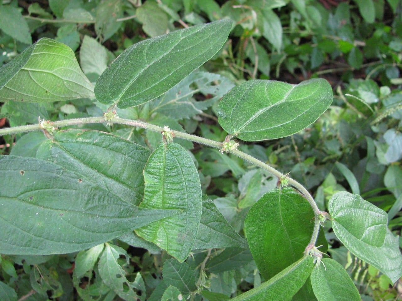 Pouzolzia 5
