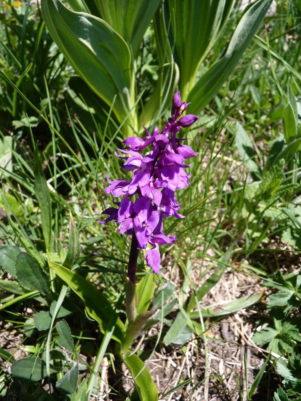 Stattliches Knabenkraut 29