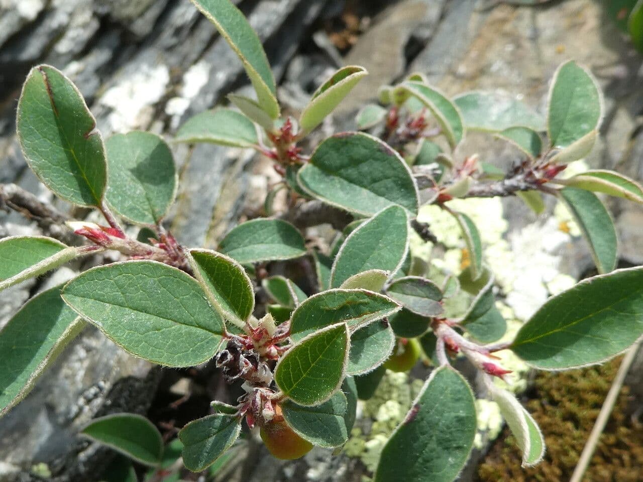 Cotonéaster commun 19