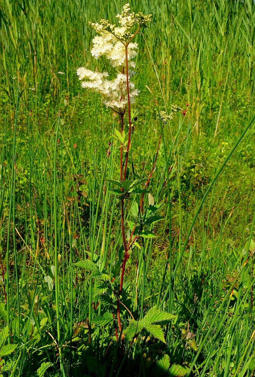 Olmaria 13