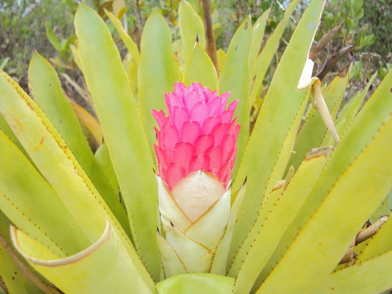 Bromelia 4