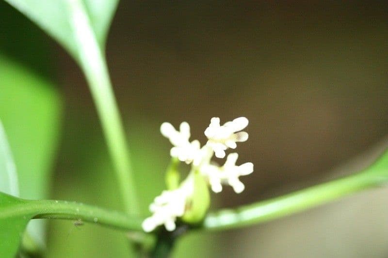 Chassalia 9