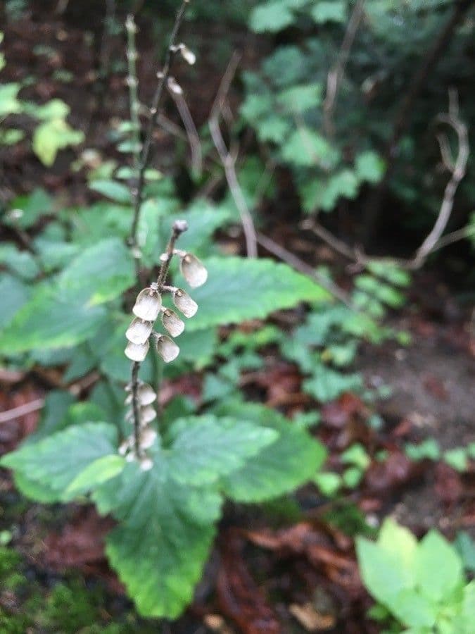 Scutellaria altissima