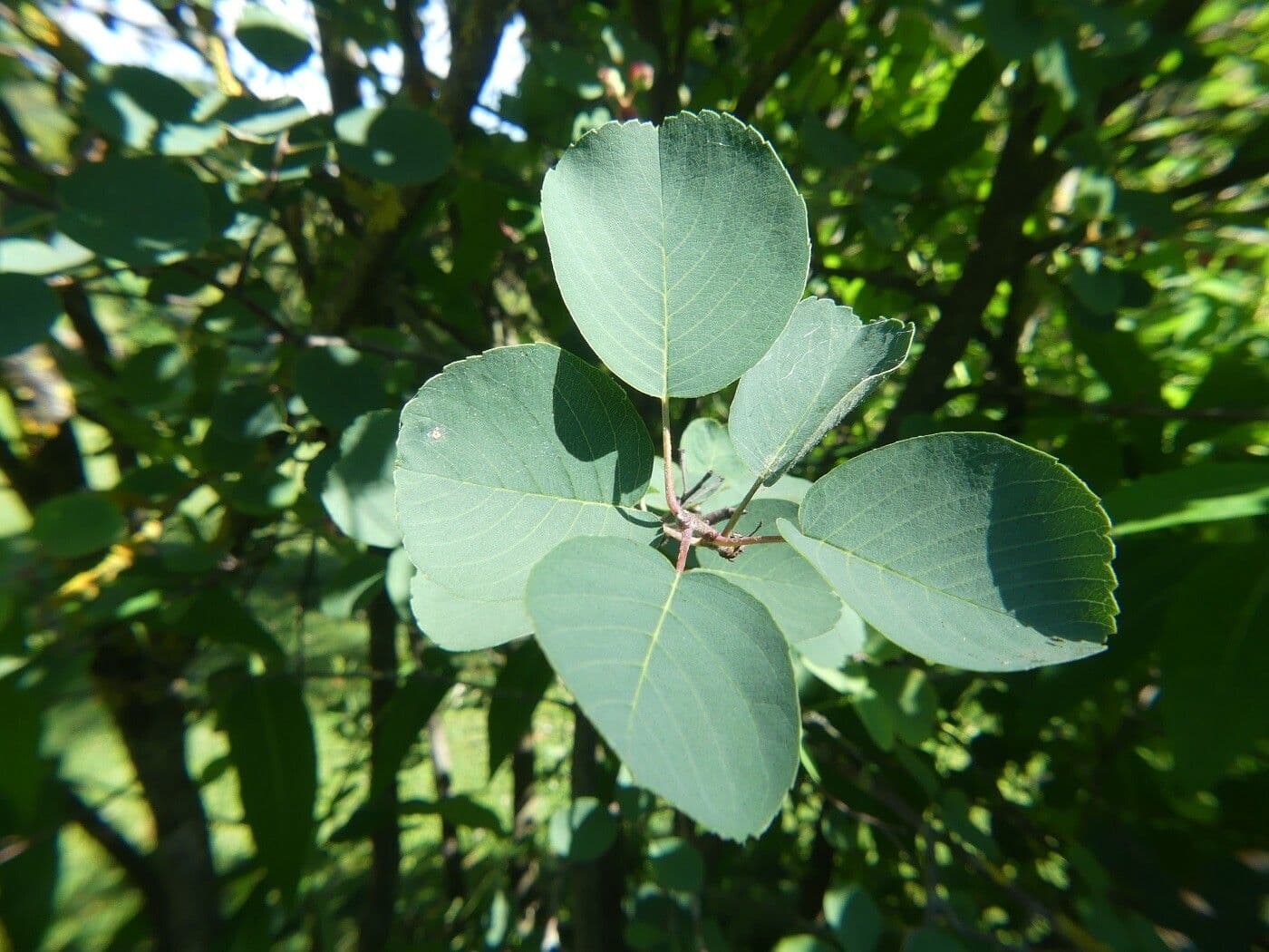 Amelanchier 17
